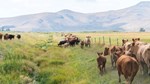 Idaho Cattle in Pasture 600x338