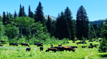 cross-o-ranch-mountain-cattle-600x338.png