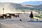 mink_highway95