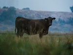 shaw-cattle-2024.jpeg