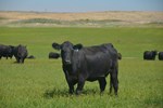 malson-angus-cattle.jpg