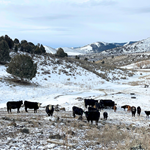 Gem Valley Cattle