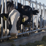 Cedar Ridge Dairy