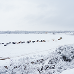 Phillips Brothers Cattle Co