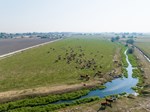 shaw-cattle