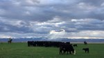thomas-cattle-16x9_04-06-2021-126.jpg