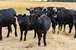 Idaho blk cattle close up