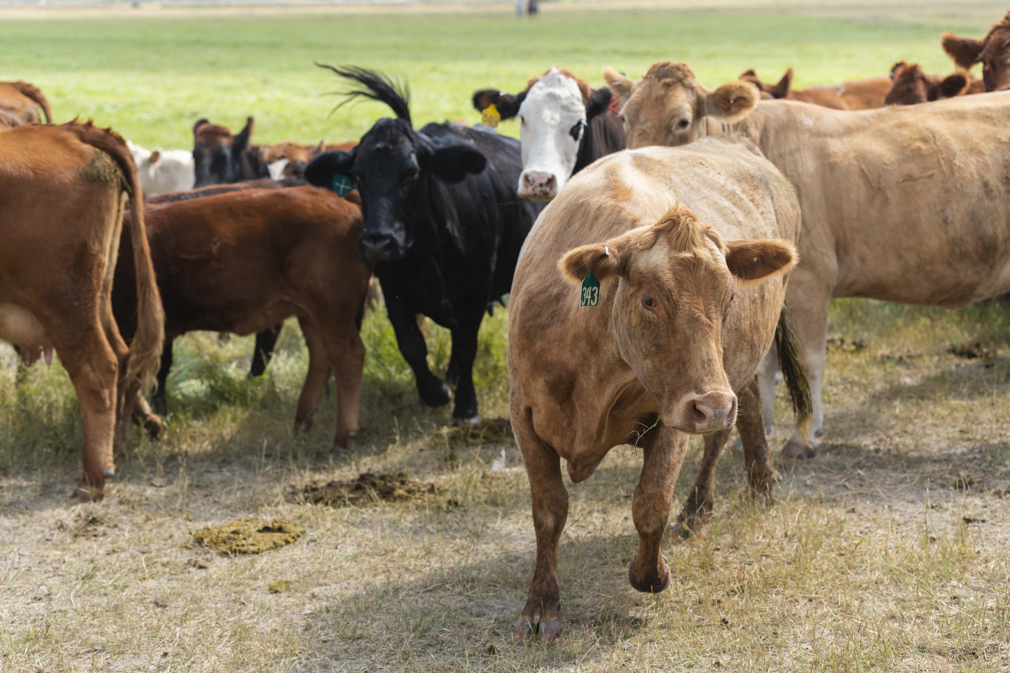 Idaho Cattle mixed close