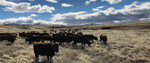 wilsey-ranch-cattle-85100525_facebook_banner-nov-09-2020-04-14-12-68-pm_11-23-2020-58