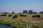 shawcattle-2024